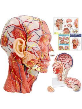 Realistic Human Half Head Model with Superficial Neurovascular Musculature